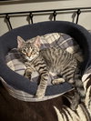 Reed - Photo 3