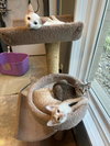 Benedicta - Photo 5