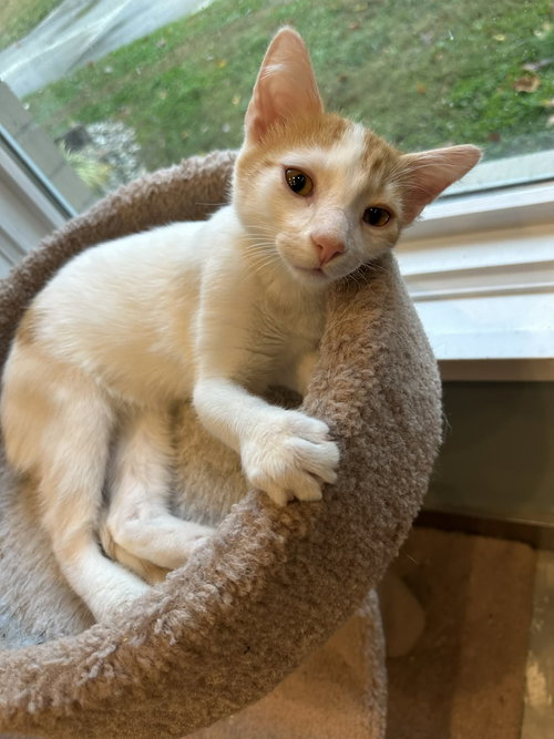 EGGBERT - Domestic Short Hair available for adoption