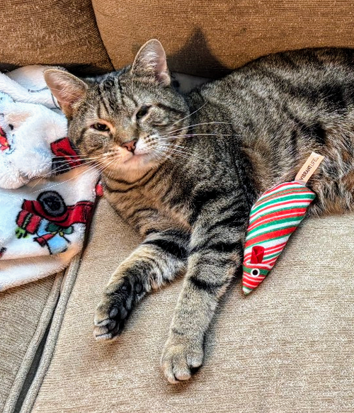 BUDDY - Domestic Short Hair available for adoption
