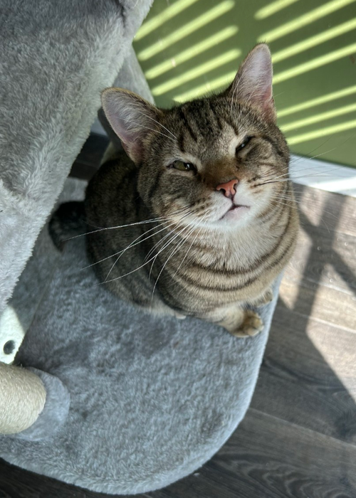 BUDDY - Domestic Short Hair available for adoption