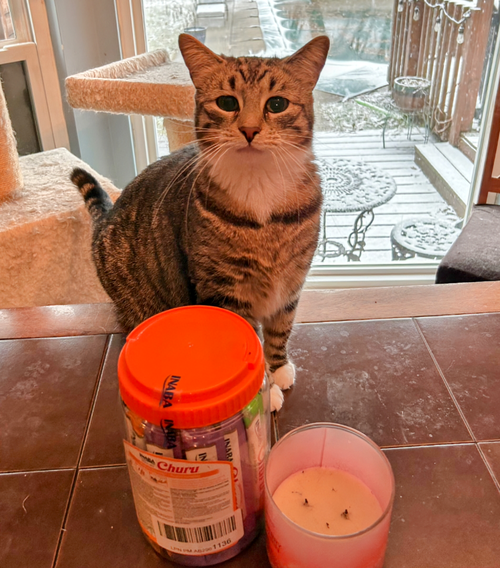 STORMY - Domestic Short Hair available for adoption