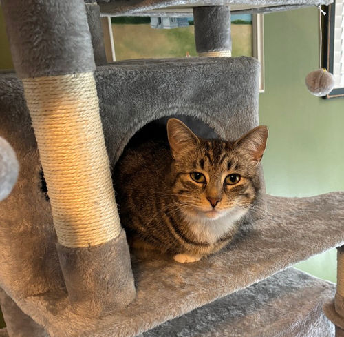 STORMY - Domestic Short Hair available for adoption