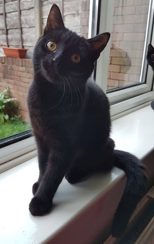 Bennie (& the Jets), an adoptable Domestic Short Hair in Cincinnati, OH