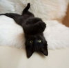 Bennie (& the Jets) - Photo 2