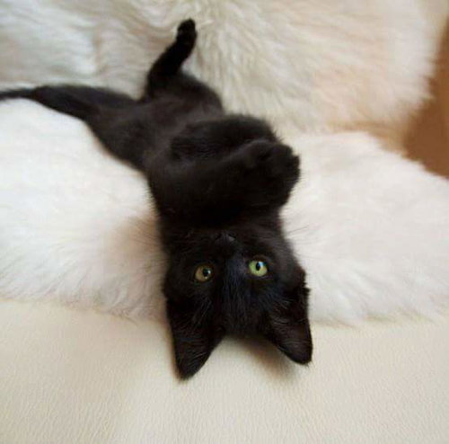 BENNIE (& THE JETS) - Domestic Short Hair available for adoption