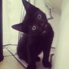 Bennie (& the Jets) - Photo 3
