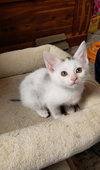 Pixie - Photo 16