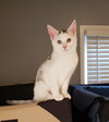 Pixie - Photo 7
