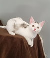 Pixie - Photo 6