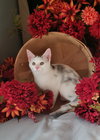 Pixie - Photo 3