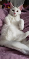 Pixie - Photo 2