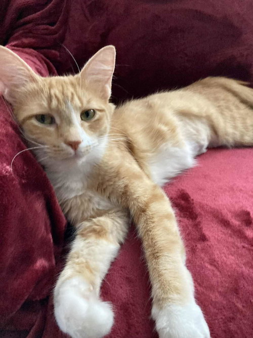 picture of the cat needing adoption