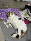 Whiskers - Photo 1