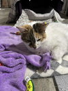 Whiskers - Photo 2