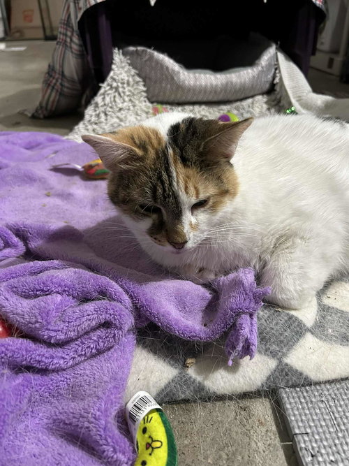 WHISKERS - Calico / Domestic Short Hair available for adoption