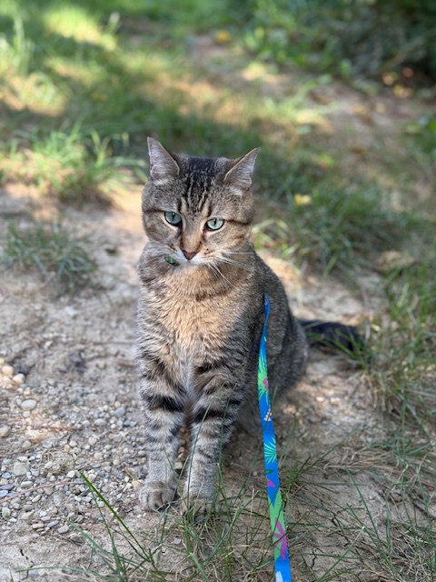 picture of the cat needing adoption