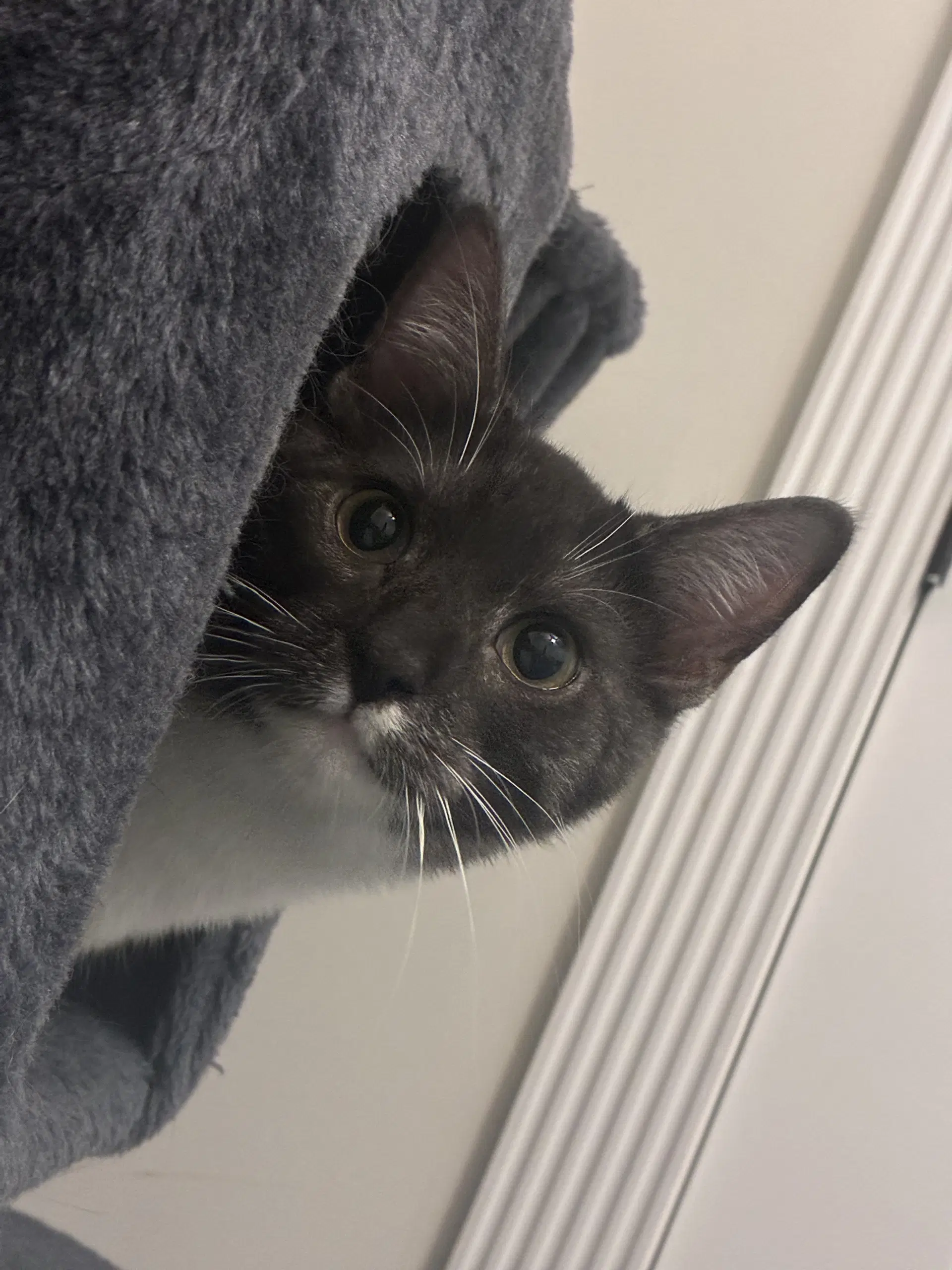 Wally - Tuxedo