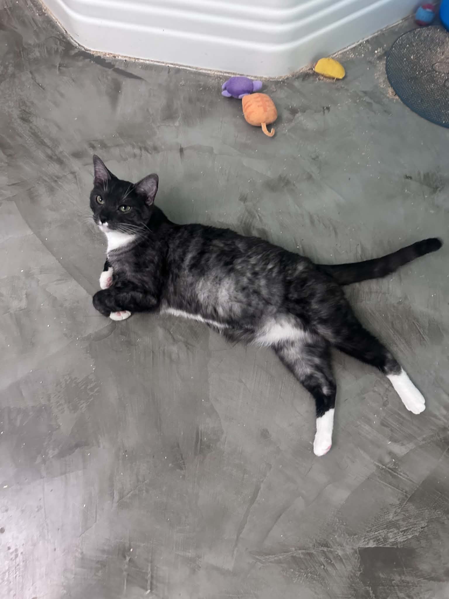 Wally - Tuxedo