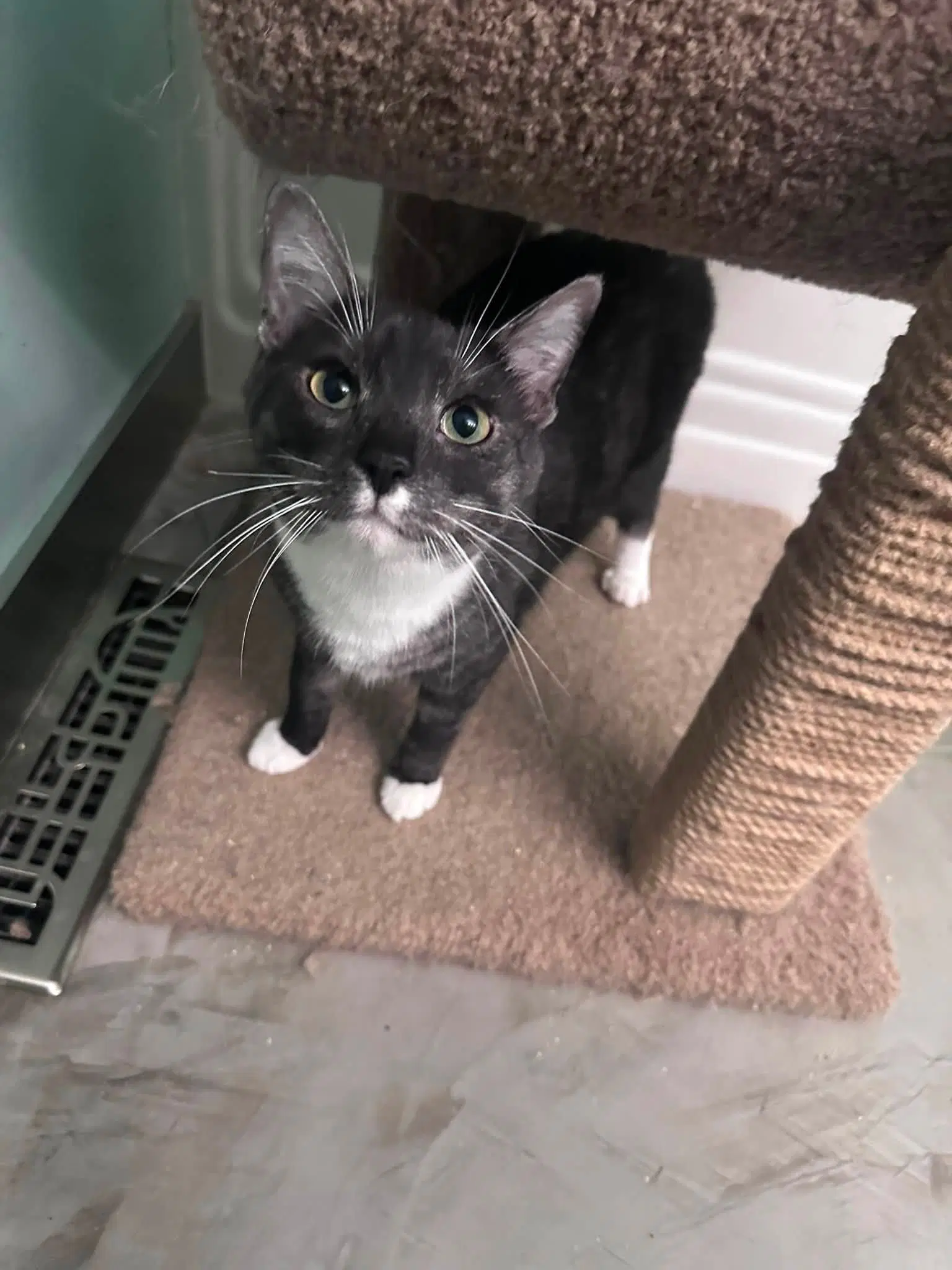 Wally image 2