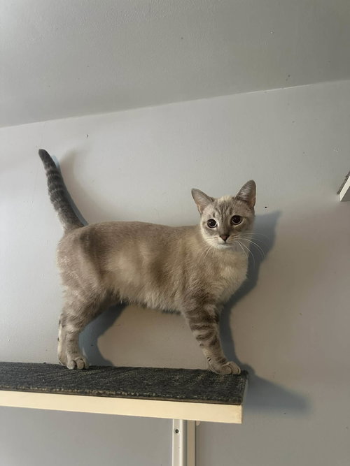 picture of the cat needing adoption
