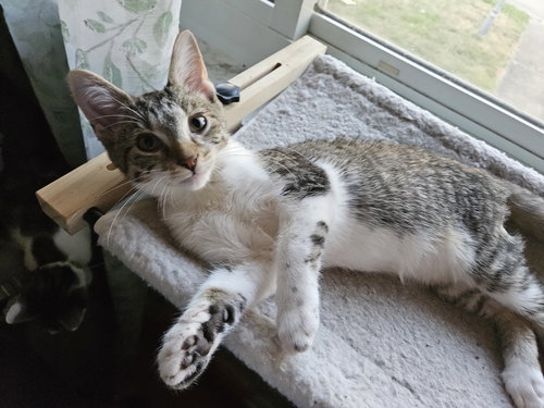 picture of the cat needing adoption