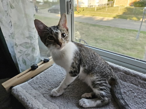 ZZ "TJ" COURTESY LISTING - Tabby available for adoption