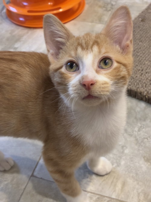 picture of the cat needing adoption
