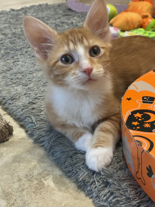 picture of the cat needing adoption