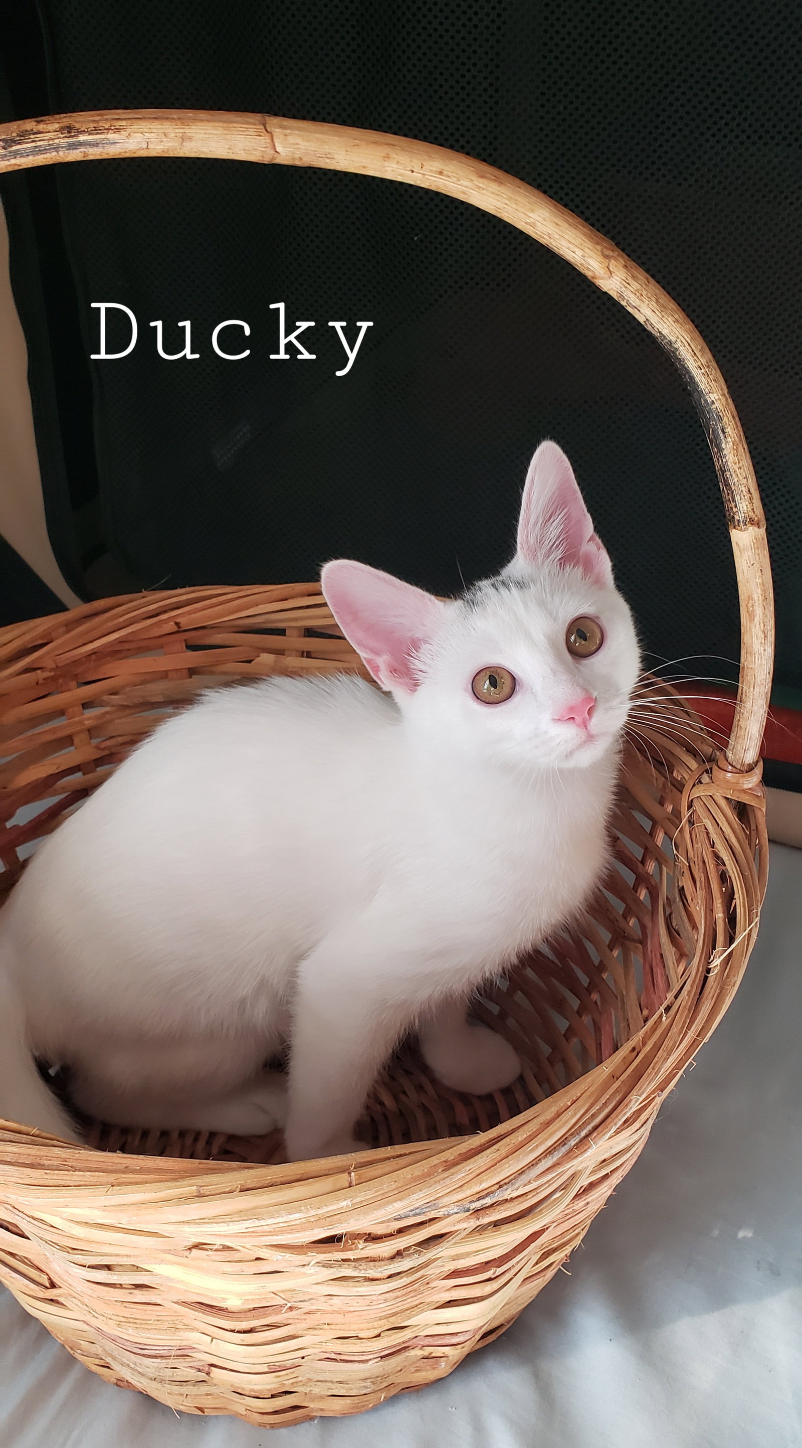 Ducky Image