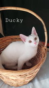 Ducky - Photo 1