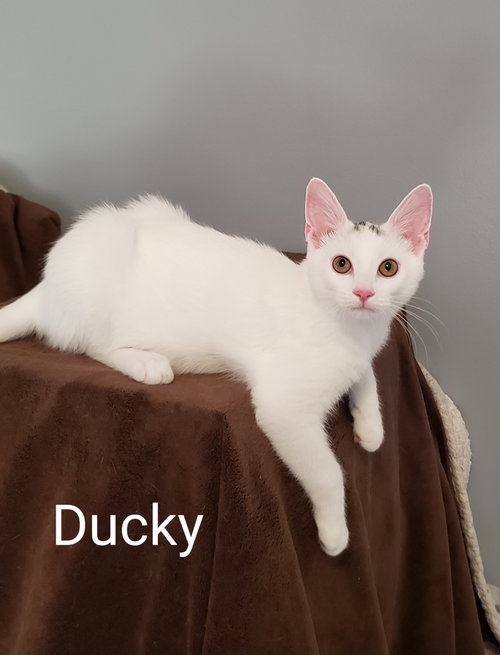 Photo of Ducktail (ducky)