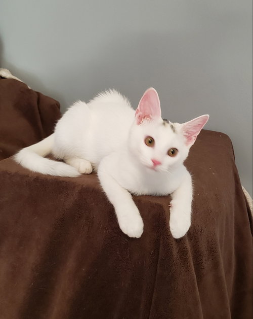 Photo of Ducktail (ducky)