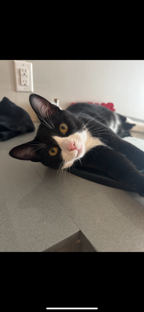 picture of the cat needing adoption