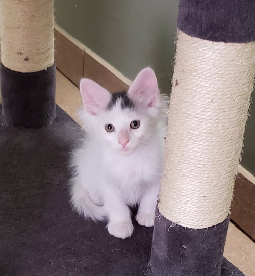 picture of the cat needing adoption