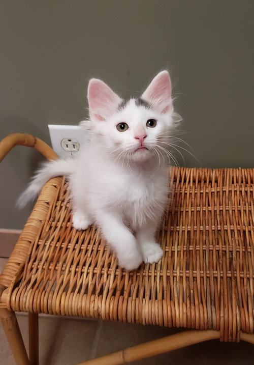 Photo of Bedhead