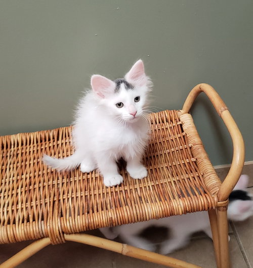 Photo of Bedhead
