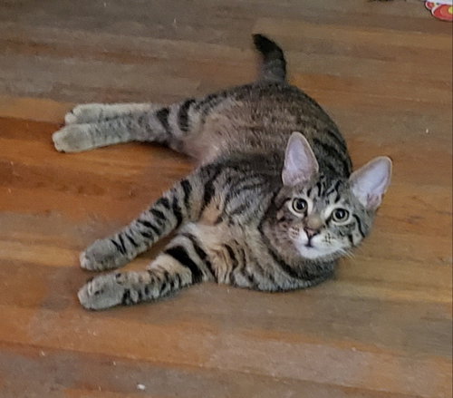 SHAGGY - Tabby / Domestic Short Hair available for adoption