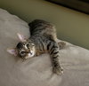 Shaggy - Photo 2