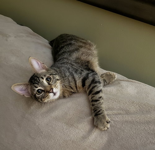 SHAGGY - Tabby / Domestic Short Hair available for adoption