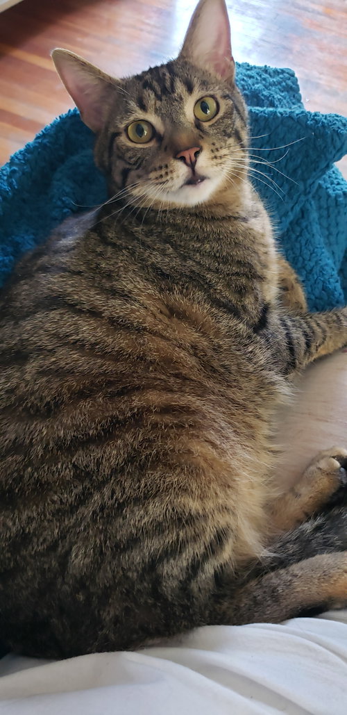 SHAGGY - Tabby / Domestic Short Hair available for adoption