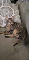 Shaggy - Photo 3