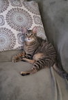 Shaggy - Photo 4