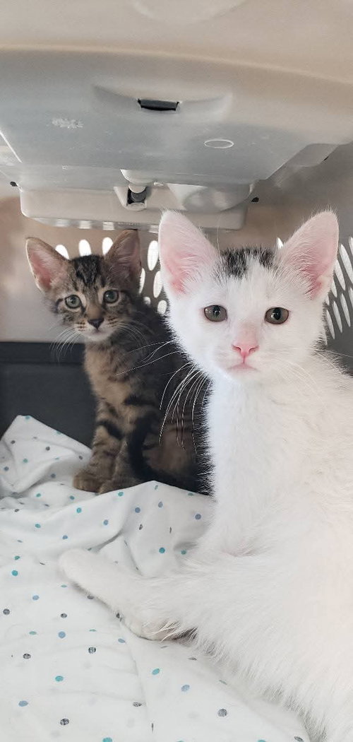 picture of the cat needing adoption