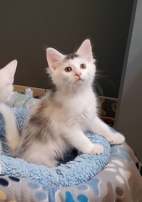 picture of the cat needing adoption