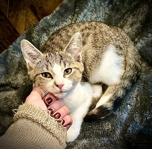 picture of the cat needing adoption