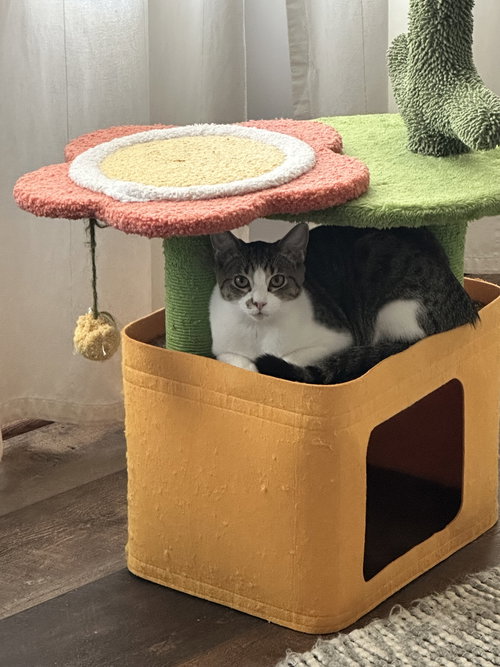 CHARLLES - Domestic Medium Hair available for adoption