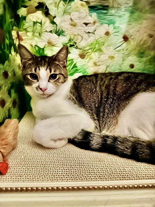 Charlles, an adoptable Domestic Medium Hair in Cincinnati, OH