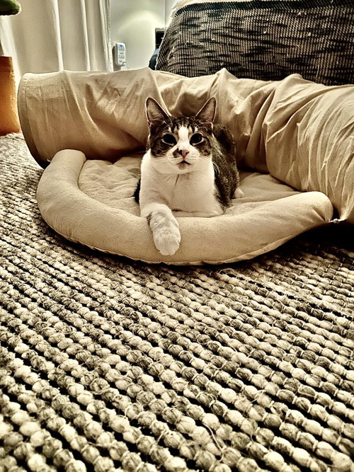CHARLLES - Domestic Medium Hair available for adoption