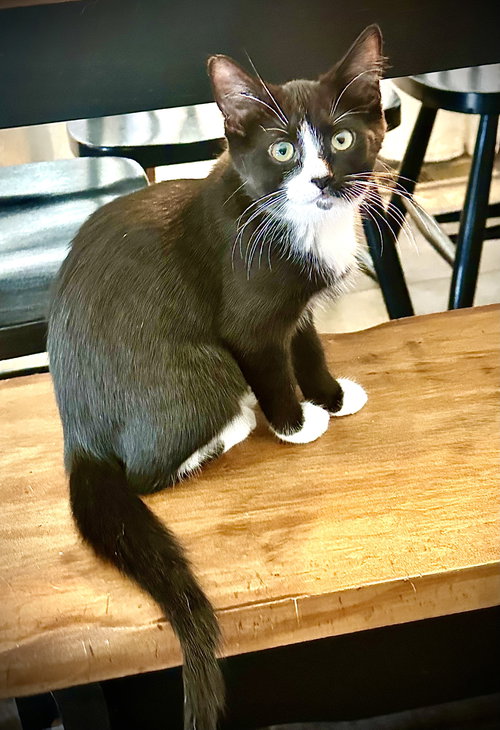 picture of the cat needing adoption